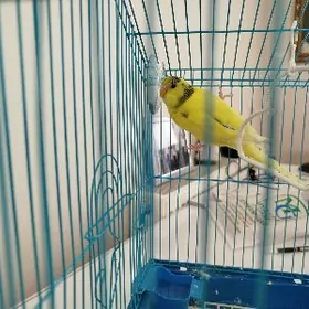 ПОПУГАЙ POPUGAY