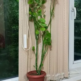 öý ösümligi, gül, растение