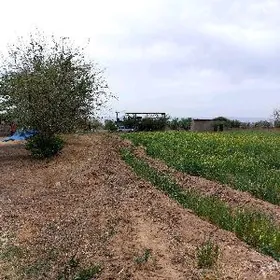 SATLYK 8-PMK 20-GEKTAR MULK YE