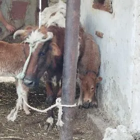 2 голели сыгыр