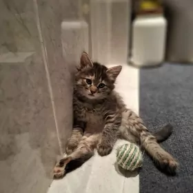 Домашний котенок