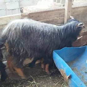 гузулы гоюн все овлаклы гечи