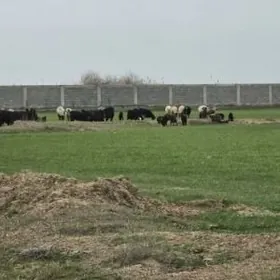 SATLYK  10-GEKTAR MULK YERY