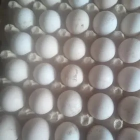 Yerli towuk yumurtgalary