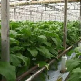 SATLYK TEPLYSA 15-GEKTAR AFTOB