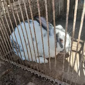 пол великан