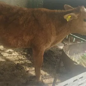 Öküzçe Alişir tohum