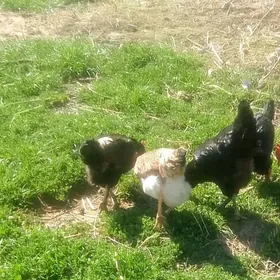 Gigant gara towuk juyje