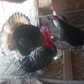 Induk arassa bakylan