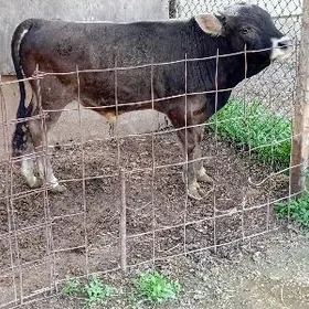 öküz şwes tohum mal