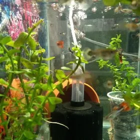 гуппи породистые