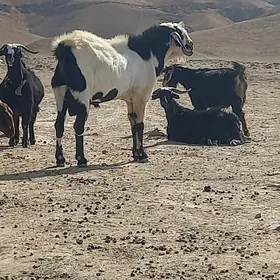 Orginal pakistan  teke