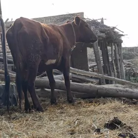 arginal kelek burlat bogaz