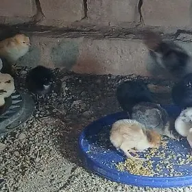 Таза чыкан товук жуйже