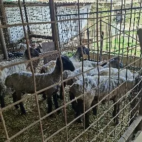 Turkmen mallar goyunlar