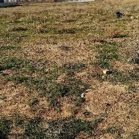 YOLOTEN.Ș.MAL BAZARYN YANY