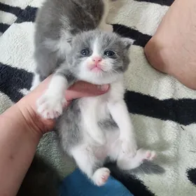 Шотландские котята hov^-^