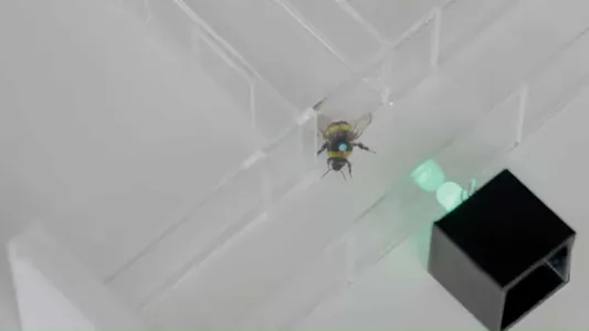 Alymlar ýabany balarylaryň abstrakt ritm duýgusynyň bardygyny subut etdiler