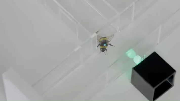 Ученые доказали наличие абстрактного чувства ритма у шмелей