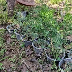 туя в горшках