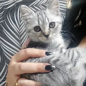 шотландские страйт