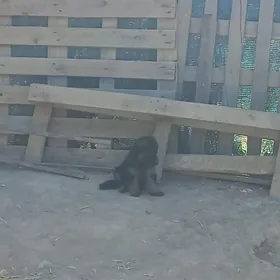 Afçarka Афчарка