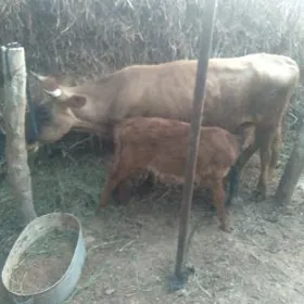 göleli sygyr 2 nji garyn 4 ayl