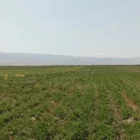 SATLYK OMURLYK MULK YERY BAR