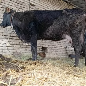 арасса швет саглык