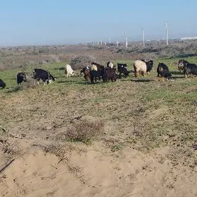 owlakly geçi cewis guzly goyun