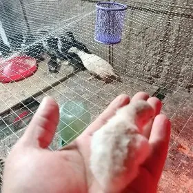 sisarka kakilik juje