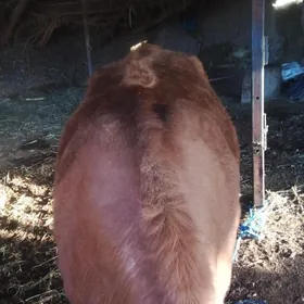 БОМБА...СЕМИЗ..УНАЖЫН