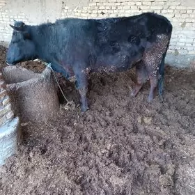 Bakylan gara unajyn.