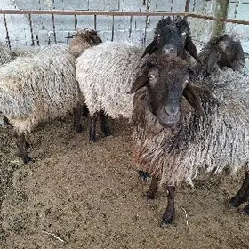 tokly işwk goÿun .