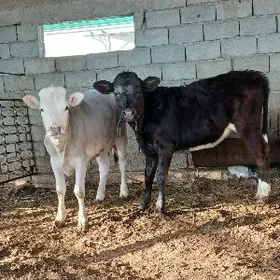 8 10 AÝLYK TÜWELER