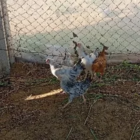 jüýje balgar jüýj