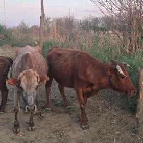 6njy garnyna bogaz sygyr