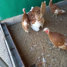 owgan induk horaz maki towuk