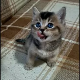 шотландский котята