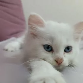  Белоснежная девочка-котёнок