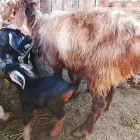 ekiz owlakly geci guzuly goyun