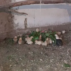 juje mesni browil gatsan