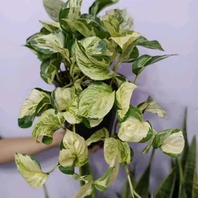 ЭПИПРЕМНУМ 2 СОРТА