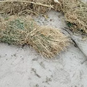 ýorunja                йорунжа