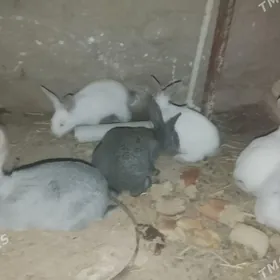 ARASSA WELIKAN BEÇLERI ABMEN