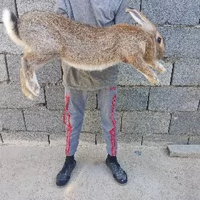 Welikan towşan cagasy