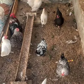 товук карлик