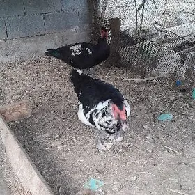 2sany indowutka horazy