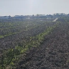 узум..ве...баг