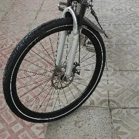 Skorostnoý 26-lyk tigir